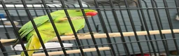 Parakeets birds for sale: Green ring neck parakeets  in Stockton-on-Tees - Advert 3