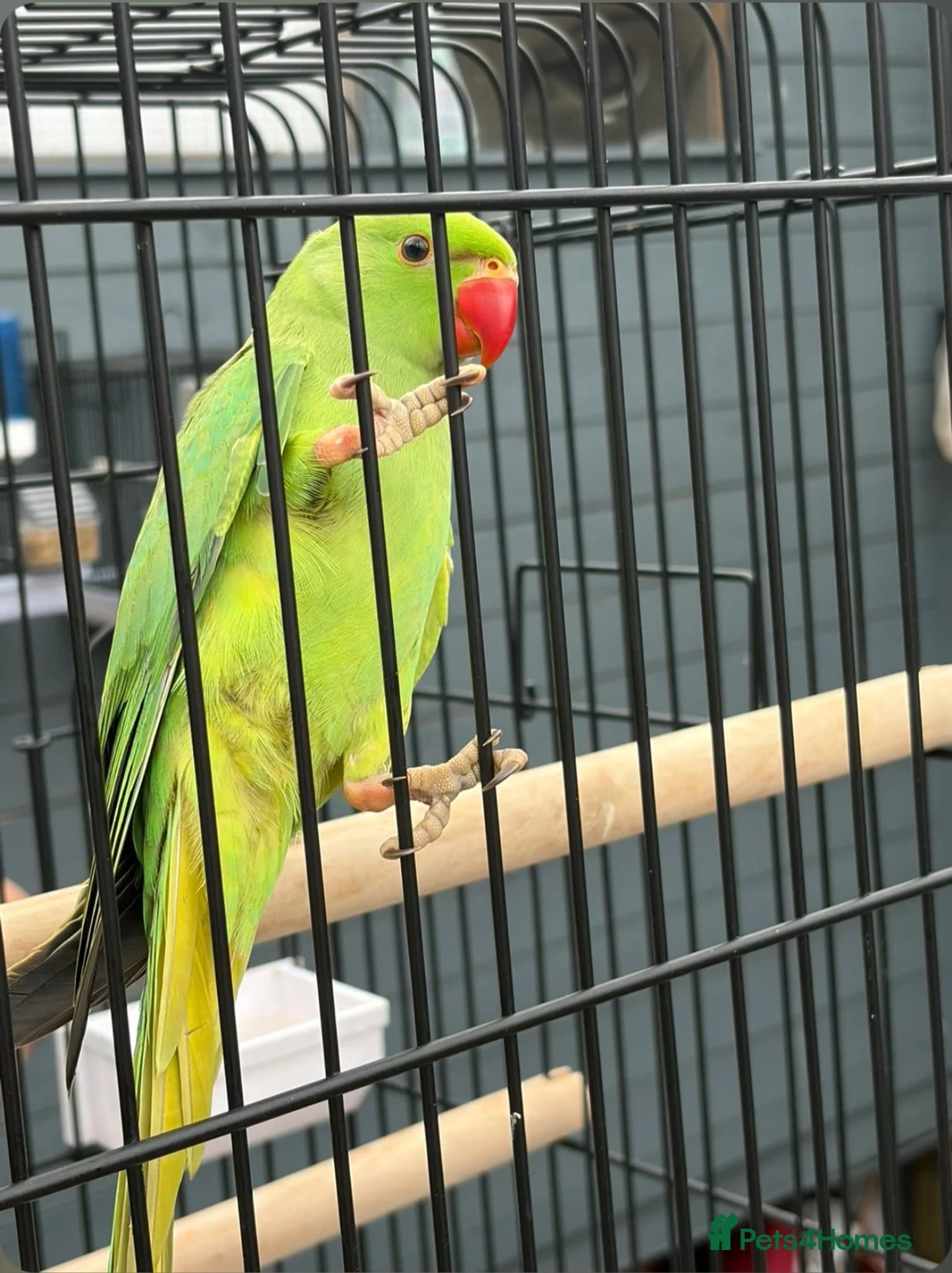 Parakeets birds for sale: Green ring neck parakeets  in Stockton-on-Tees - Advert 3