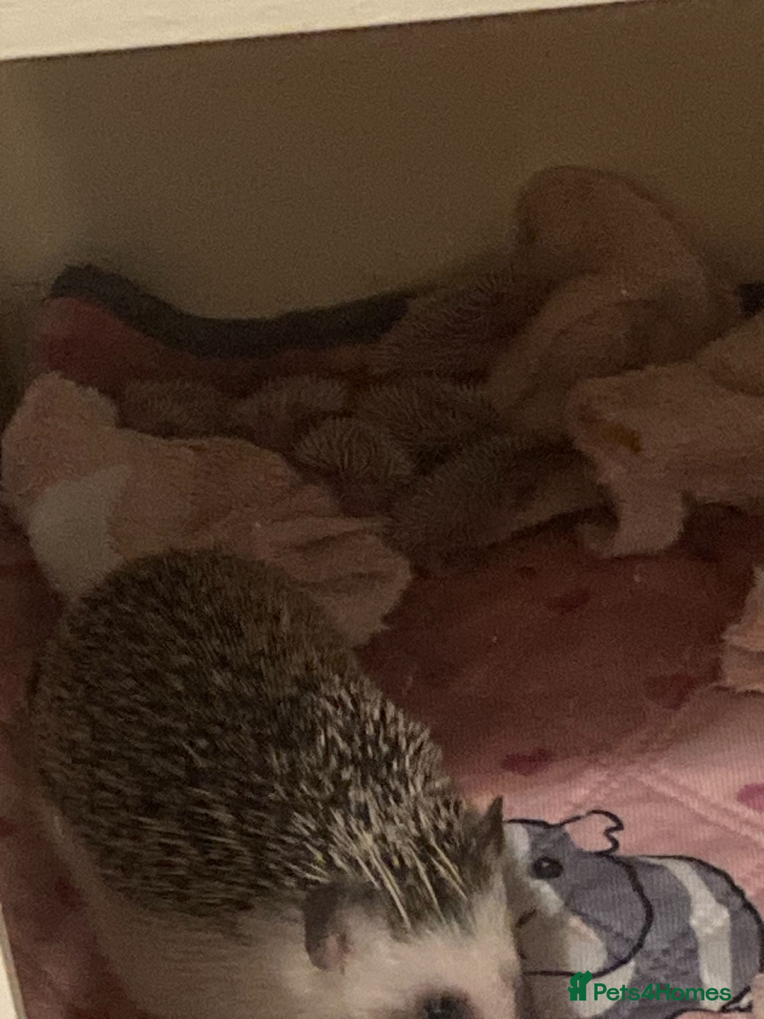Pygmy Hedgehog rodents African Pygmy Hedgehog's  - Advert 2