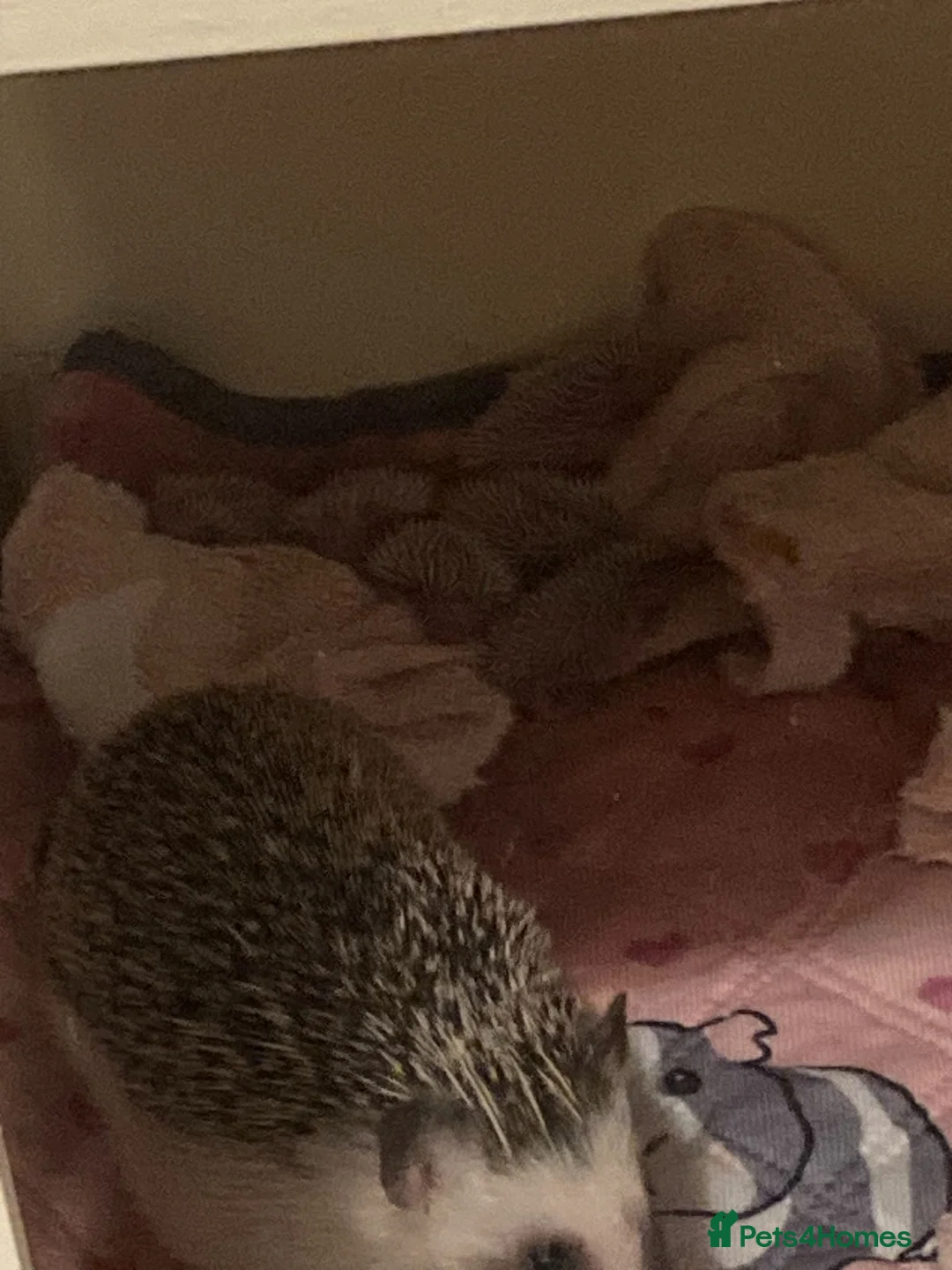 Pygmy Hedgehog rodents for sale: African Pygmy Hedgehog's  in Glasgow - Advert 2