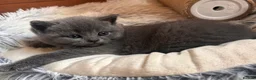 Mixed Breed cats for sale: 6 Kittens for forever homes - see description  - Advert 11