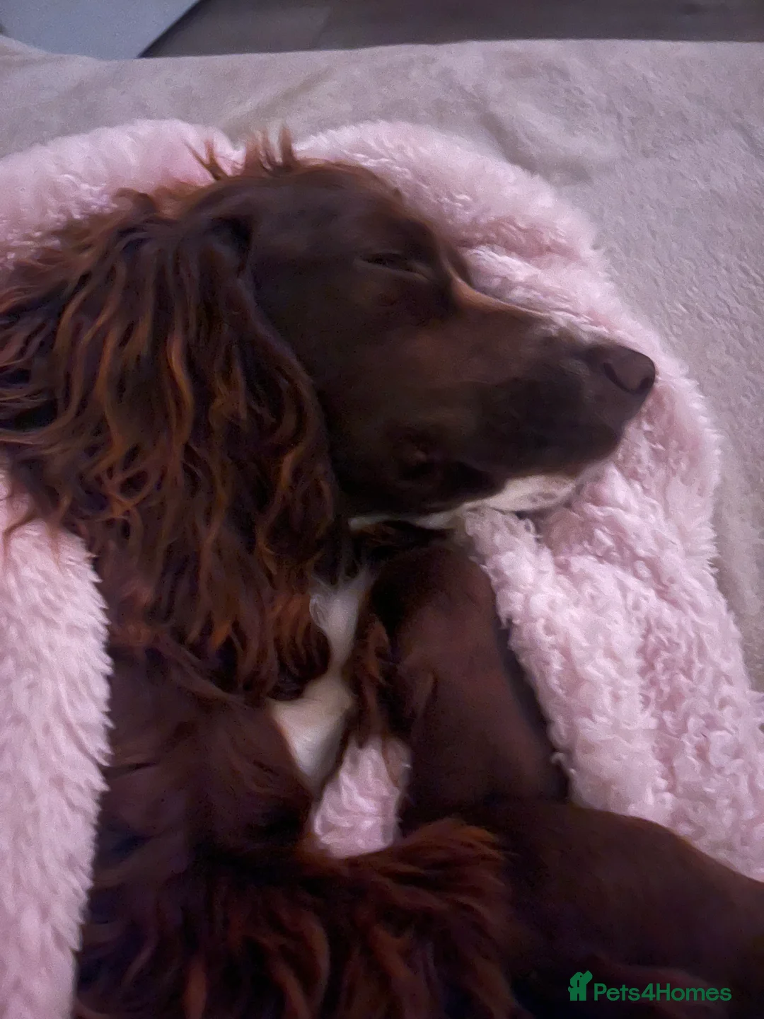 Cocker Spaniel dogs for sale: Coco  - Advert 2