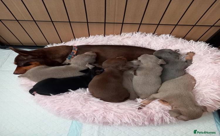 Miniature Pinscher dogs - Advert 1