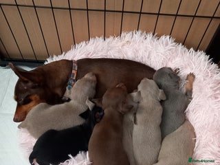 Miniature Pinscher dogs - Advert 18