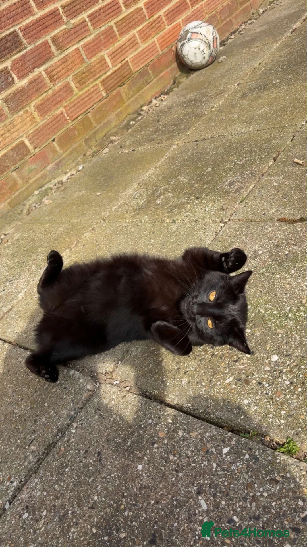 Mixed Breed cats for sale: 2 kittens  in Basingstoke - Advert 2