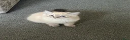 Mixed Breed cats for sale: Ragdoll x Siamese  - Advert 7