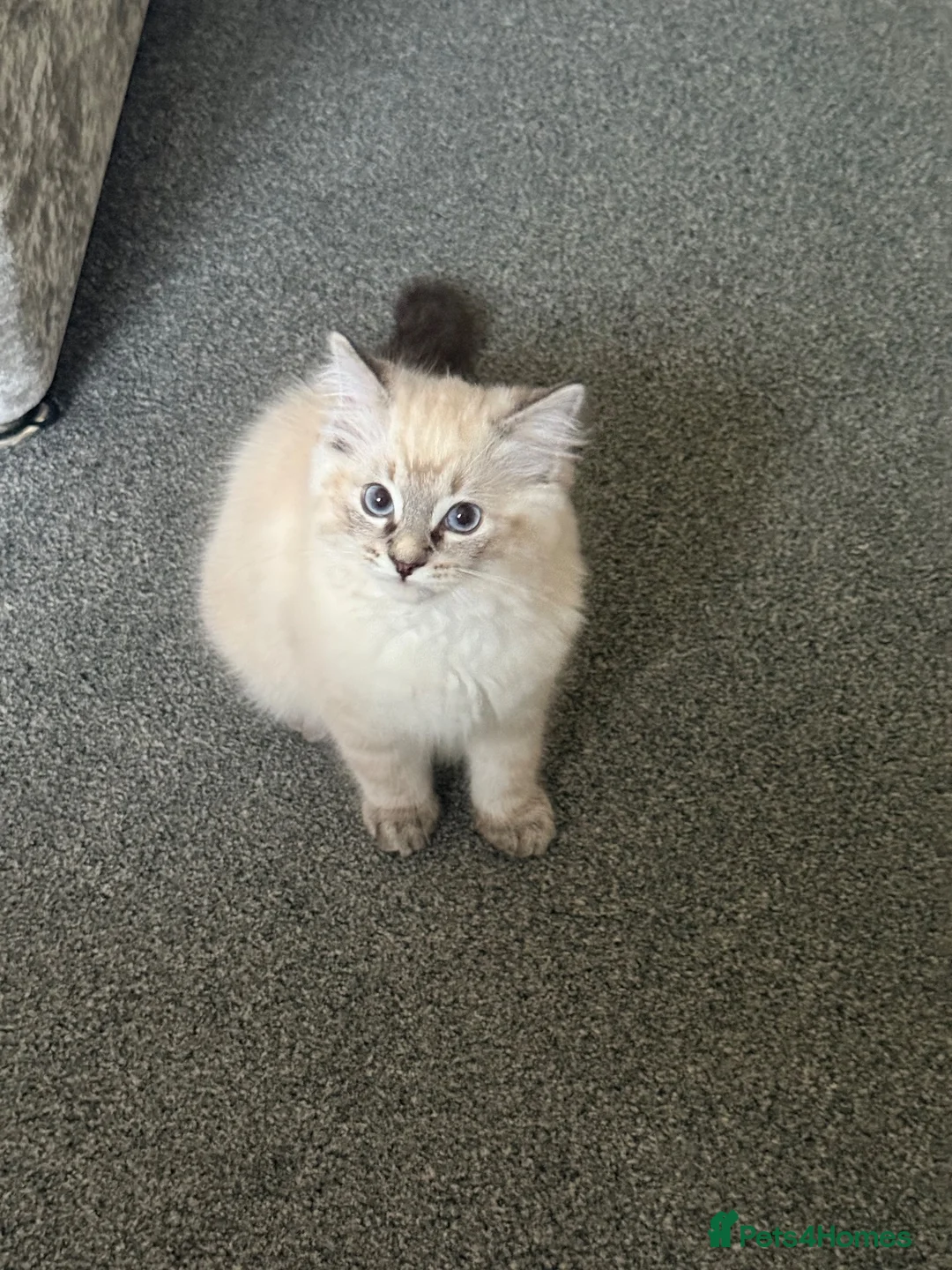 Mixed Breed cats for sale: Ragdoll x Siamese  - Advert 7