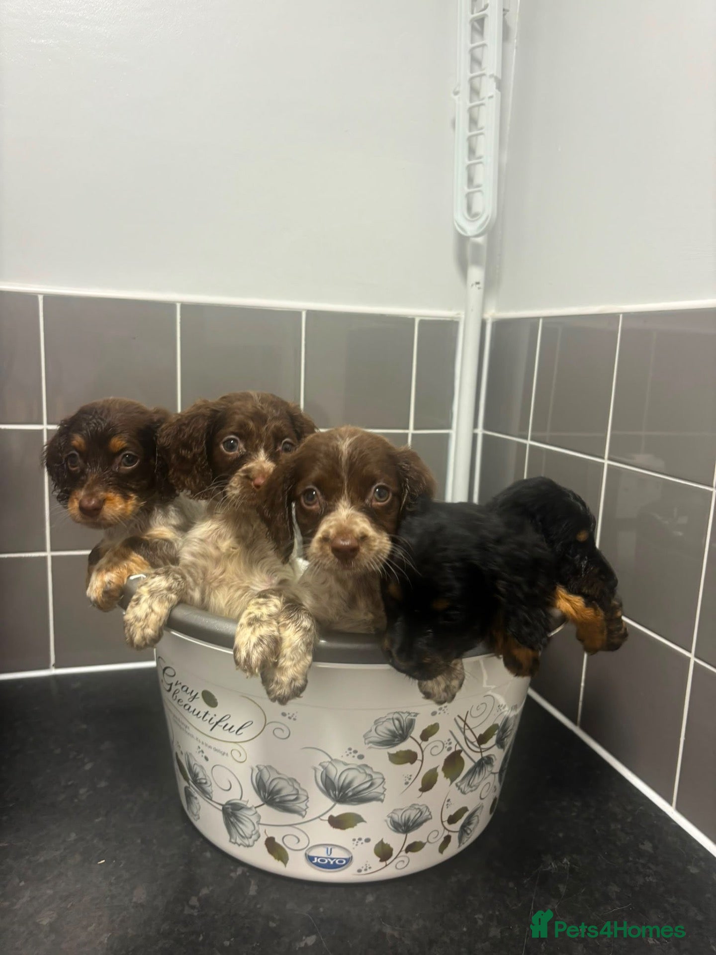 Cockapoo dogs Adorable cockapoo puppies  - Advert 1