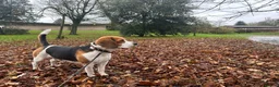 Beagle dogs for stud: Beagle stud tri colour PROVEN 100% success rate  in Preston - Advert 12