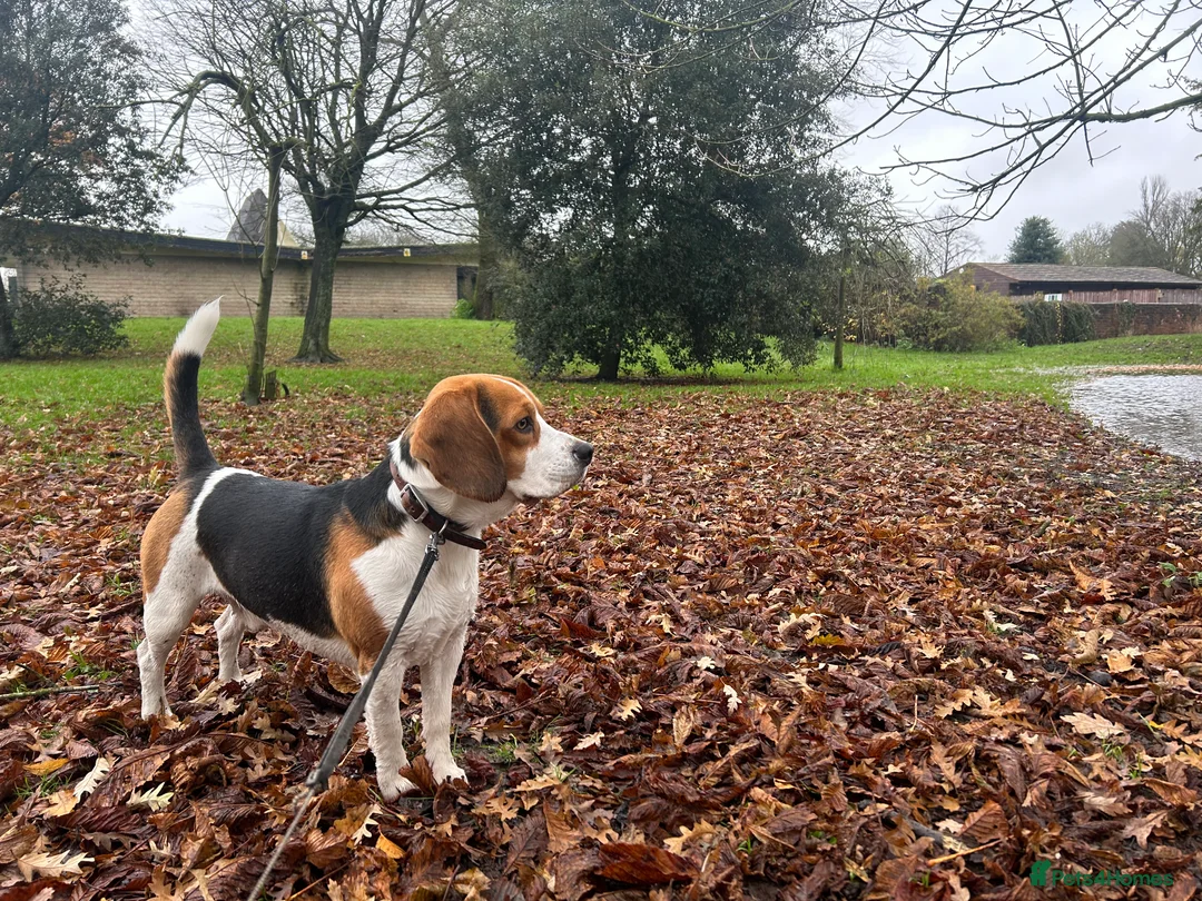 Beagle dogs for stud: Beagle stud tri colour PROVEN 100% success rate  in Preston - Advert 12