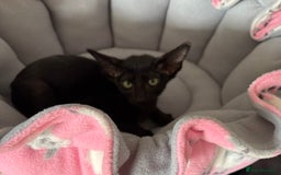 Oriental cats for sale: Gccf Beautiful oriental and Siamese ki - Image 8