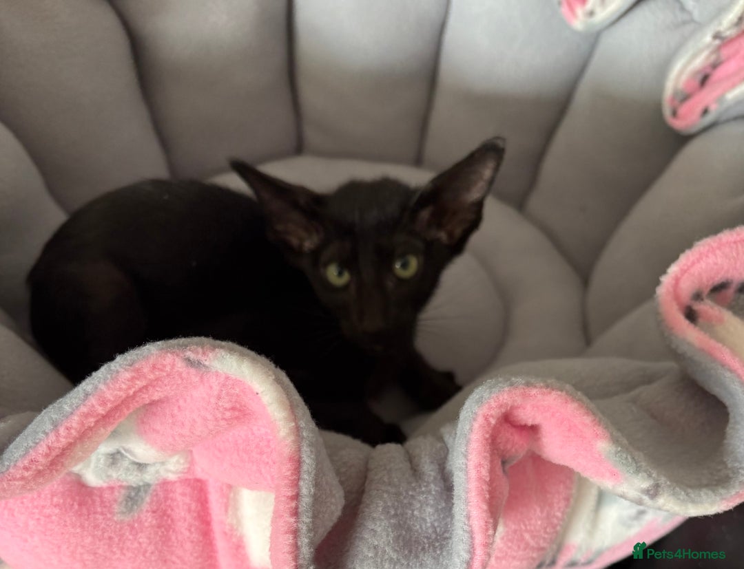 Oriental cats for sale: Gccf Beautiful oriental and Siamese ki - Image 8