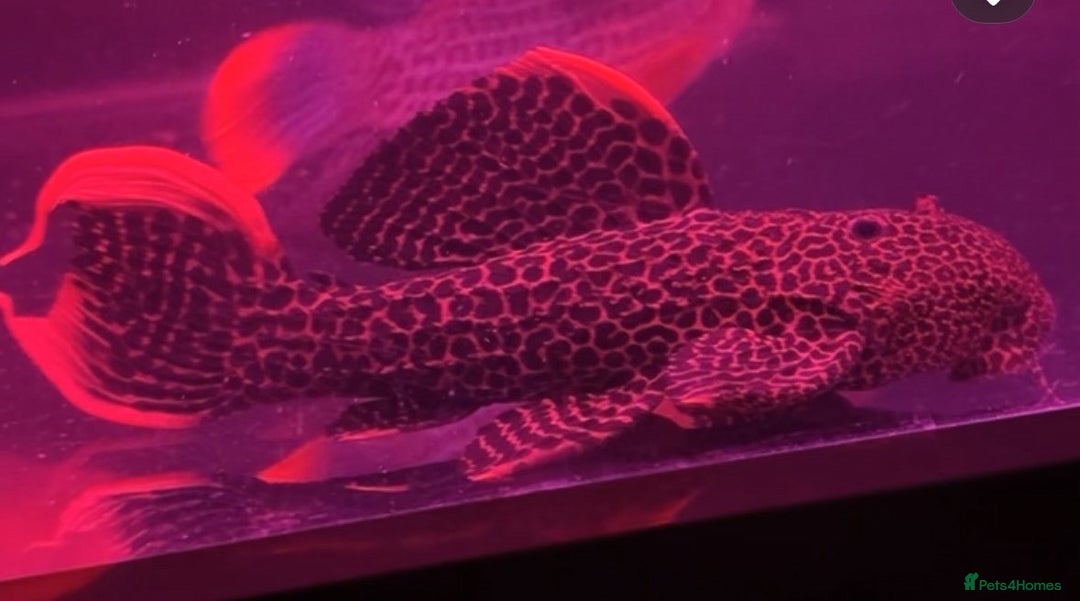 Plecos fish for sale: L600 pleco  - Advert 1