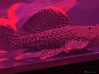 Plecos fish L600 pleco - Advert 2