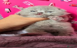 British Shorthair cats for sale: 2 LILAC BOYS CHUBBY BEAUTIES - Image 12