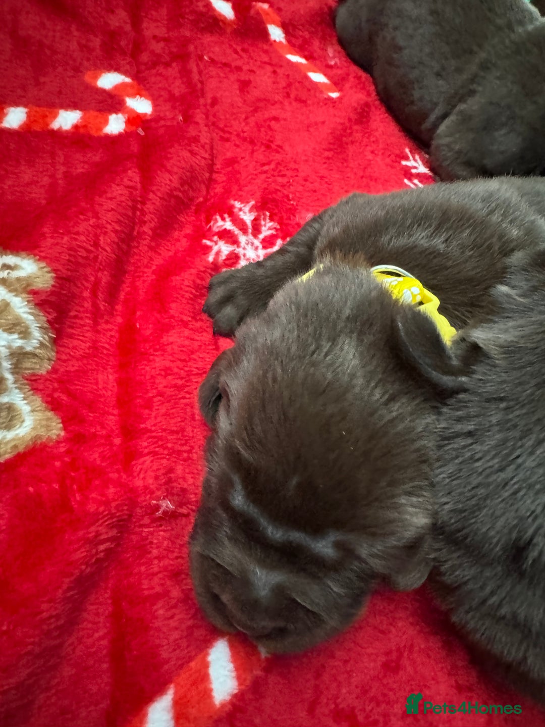Labrador Retriever dogs for sale: 5 Stars 🌟 Chocolate Labradors  🌟  - Image 7