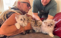 Persian cats for sale: Persian Kittens - 2 Males & 2 Females  - Image 2