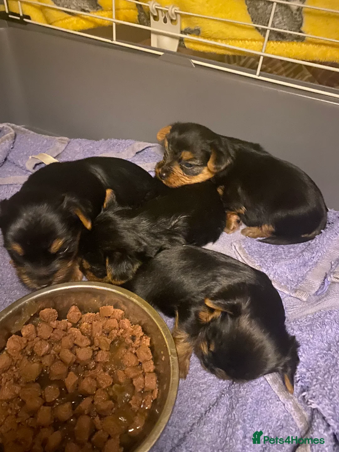 Yorkshire Terrier dogs for sale: 4 Stunning Minature Yorkshire terriers for sale  - Advert 23