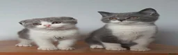 Scottish Fold cats for sale: Beautiful kittens - Advert 24
