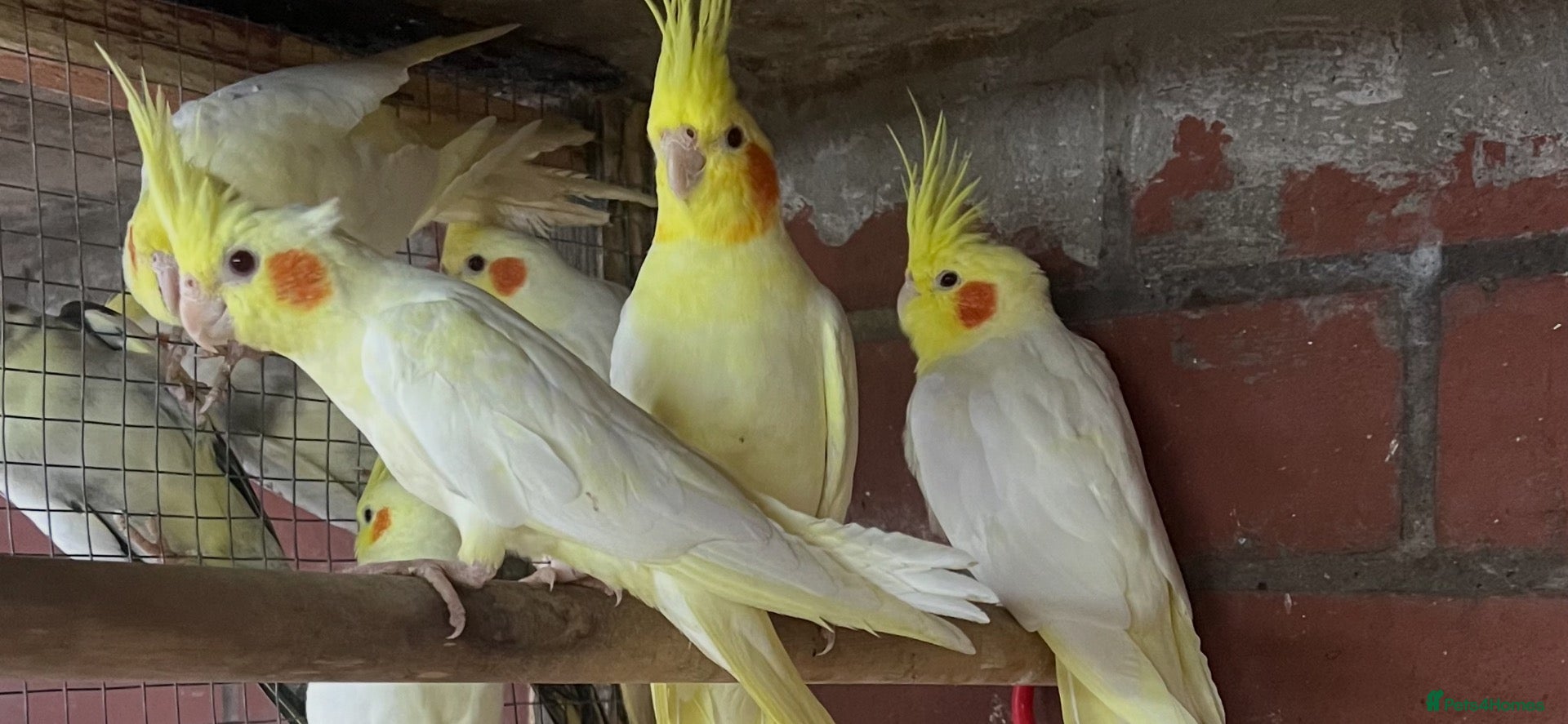 Mixed Breed birds Birds for sale *read description*  - Advert 1