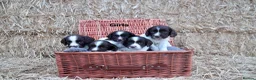 English Springer Spaniel dogs for sale: Beautiful Springer Spaniel Puppies.  - Advert 3