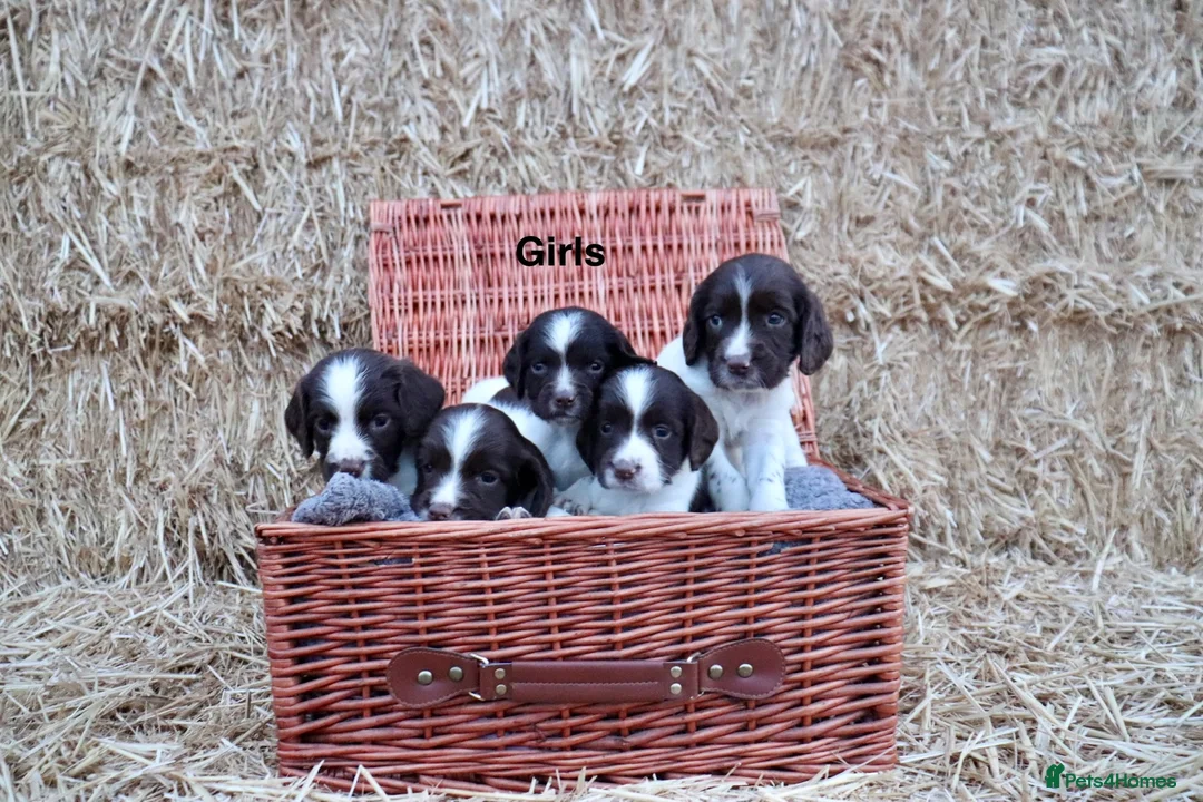 English Springer Spaniel dogs for sale: Beautiful Springer Spaniel Puppies.  - Advert 3