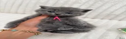 British Shorthair cats for sale: Ready soon - Chunky Blue British Shorthair Kittens - Advert 27