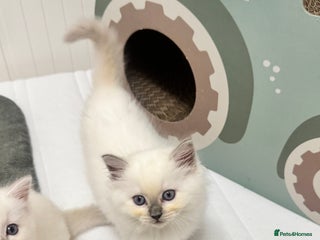 Ragdoll cats GCCF reg , Rare and milky white Lilac kittens - Advert 4