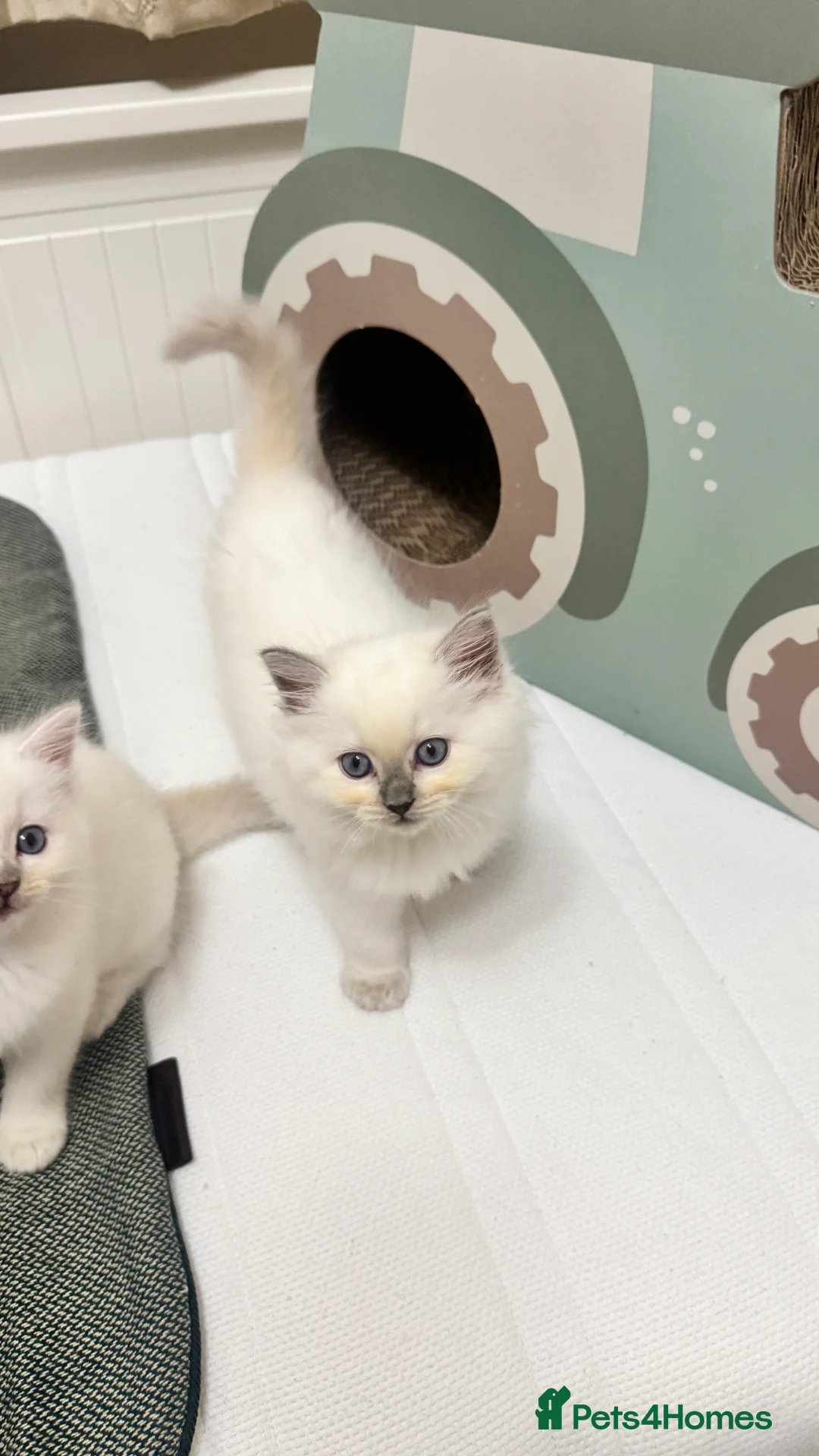 Ragdoll cats for sale: GCCF reg , Rare and icy  white Lilac kittens  - Advert 1