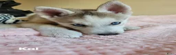 Siberian Husky dogs for sale: 💙♥️ 7 puppies looking for forever home ♥️💙 in Newcastle - Advert 18