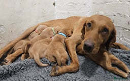 Labrador Retriever dogs for sale: Stunning Fox Red Labrador - Available 2nd Dec - Image 2