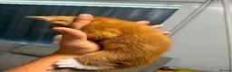 Mixed Breed cats for sale: Kittens  - Advert 11