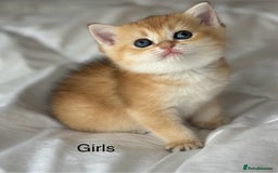 British Shorthair cats for sale: Stunning munchkin fur babies 😻🌼🌸🌺 - Image 1