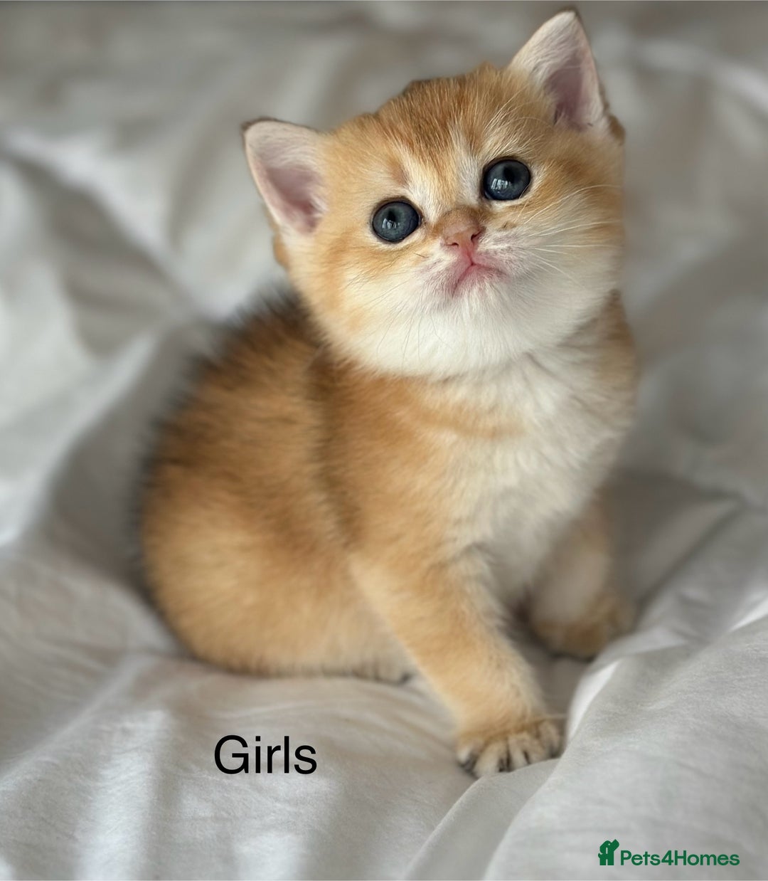 British Shorthair cats for sale: Stunning munchkin fur babies 😻🌼🌸🌺 - Image 1