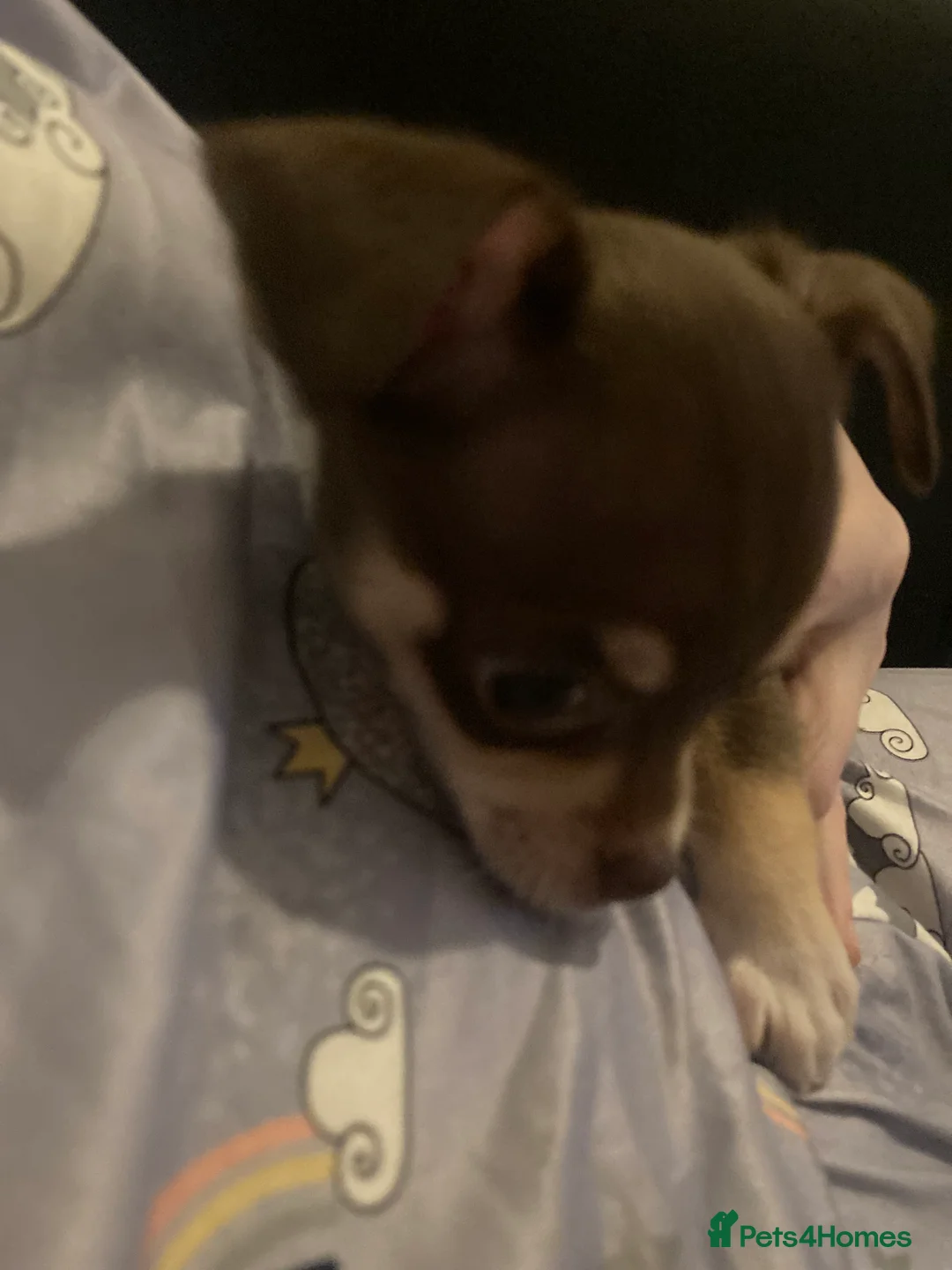 Chihuahua dogs for sale: Miniature chihuahua pups 2 females left - Advert 3