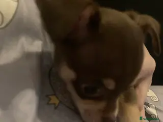 Chihuahua dogs Miniature chihuahua pups 2 females left - Advert 18