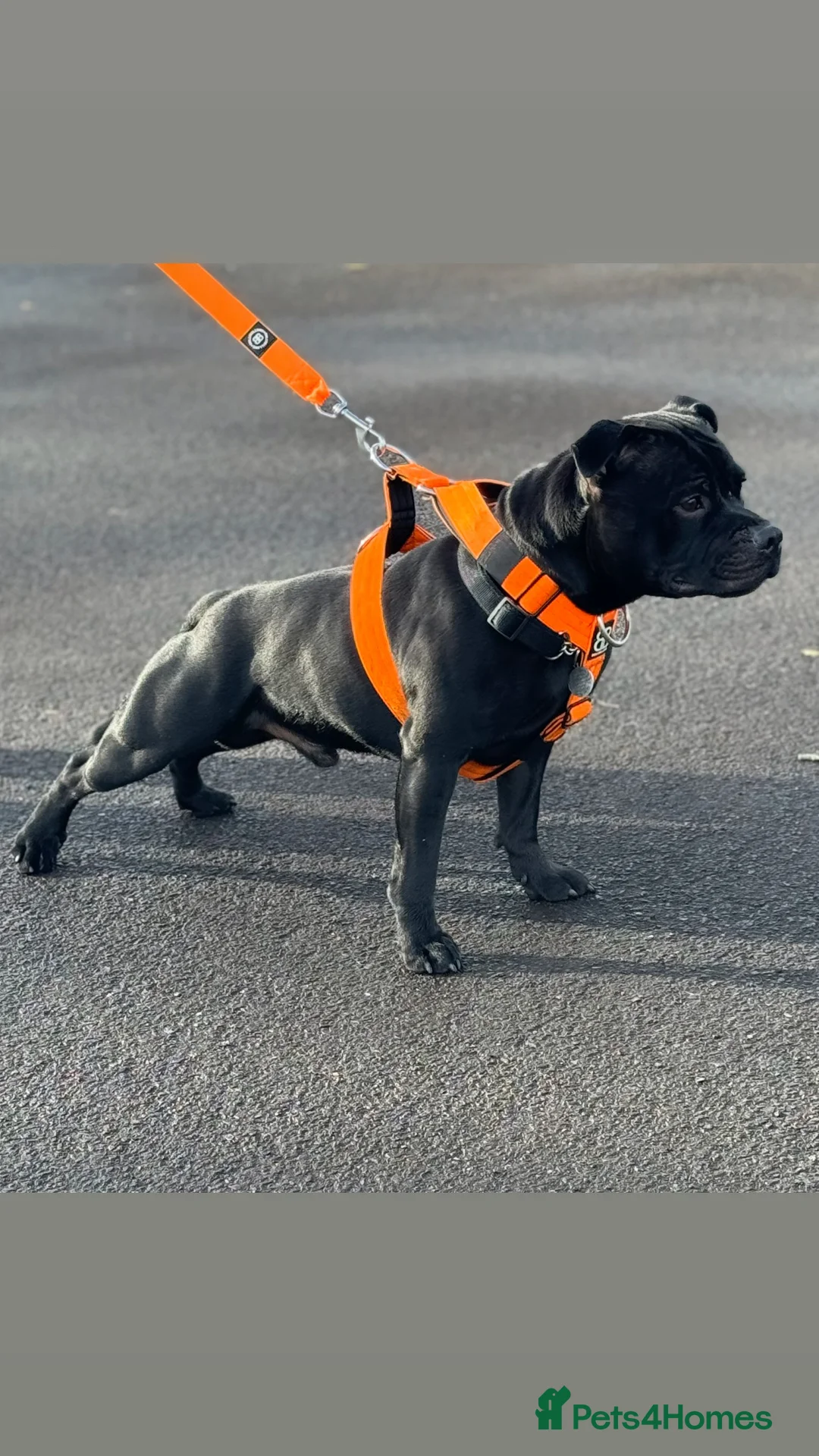 Staffordshire Bull Terrier dogs for stud: UNREAL KING KONG UK STUD (blue gene carrier) in Airdrie - Advert 2