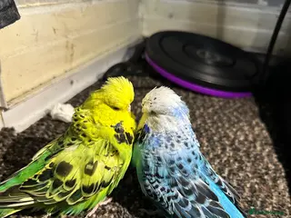 Budgerigars birds Budgies - Advert 1