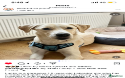 Labrador Retriever dogs for sale: Labrador Looking for His Forever Home - Image 3