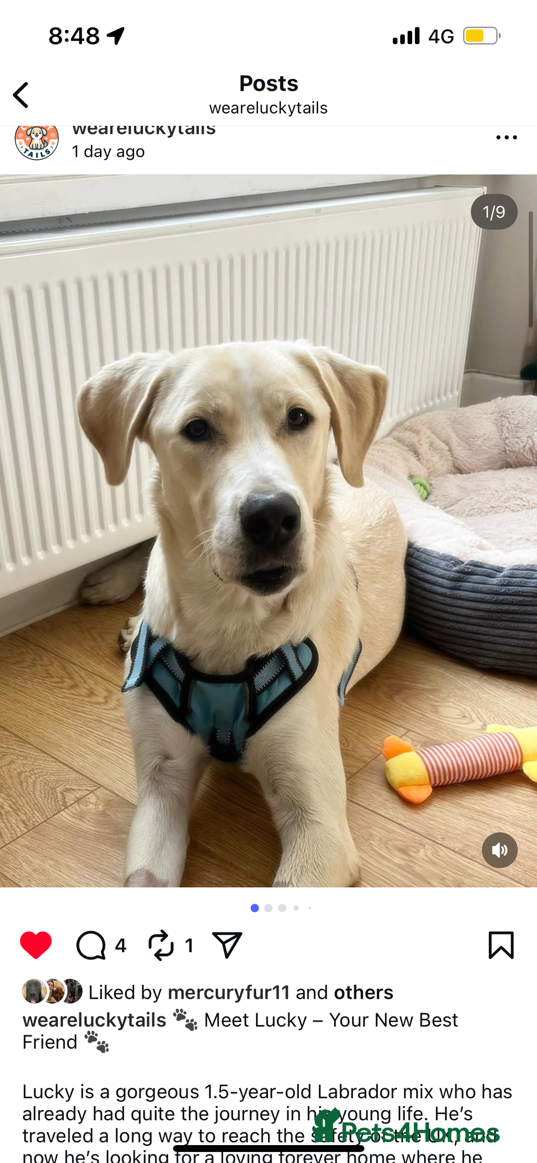 Labrador Retriever dogs for sale: Labrador Looking for His Forever Home - Image 3