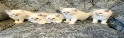 Ragdoll cats for sale: Ragdoll kittens - Advert 11