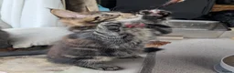 Maine Coon cats for sale: Chunky loveable Maine Coon Boy - Advert 9