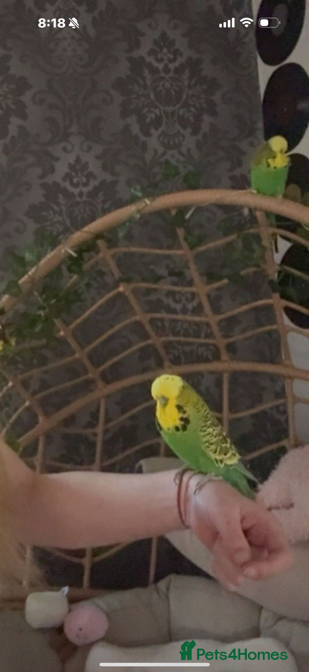 Budgerigars birds for sale: 🩵Very Tame Boys🩵 - Advert 4