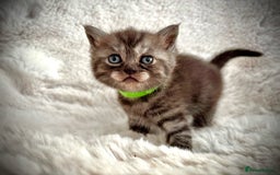 British Shorthair cats for sale: BSH x BLH Fold stunning kittens rainbow Litter - Image 7