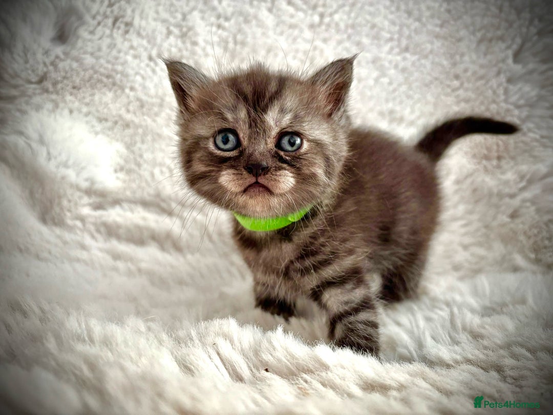 British Shorthair cats for sale: BSH x BLH Fold stunning kittens rainbow Litter - Image 7