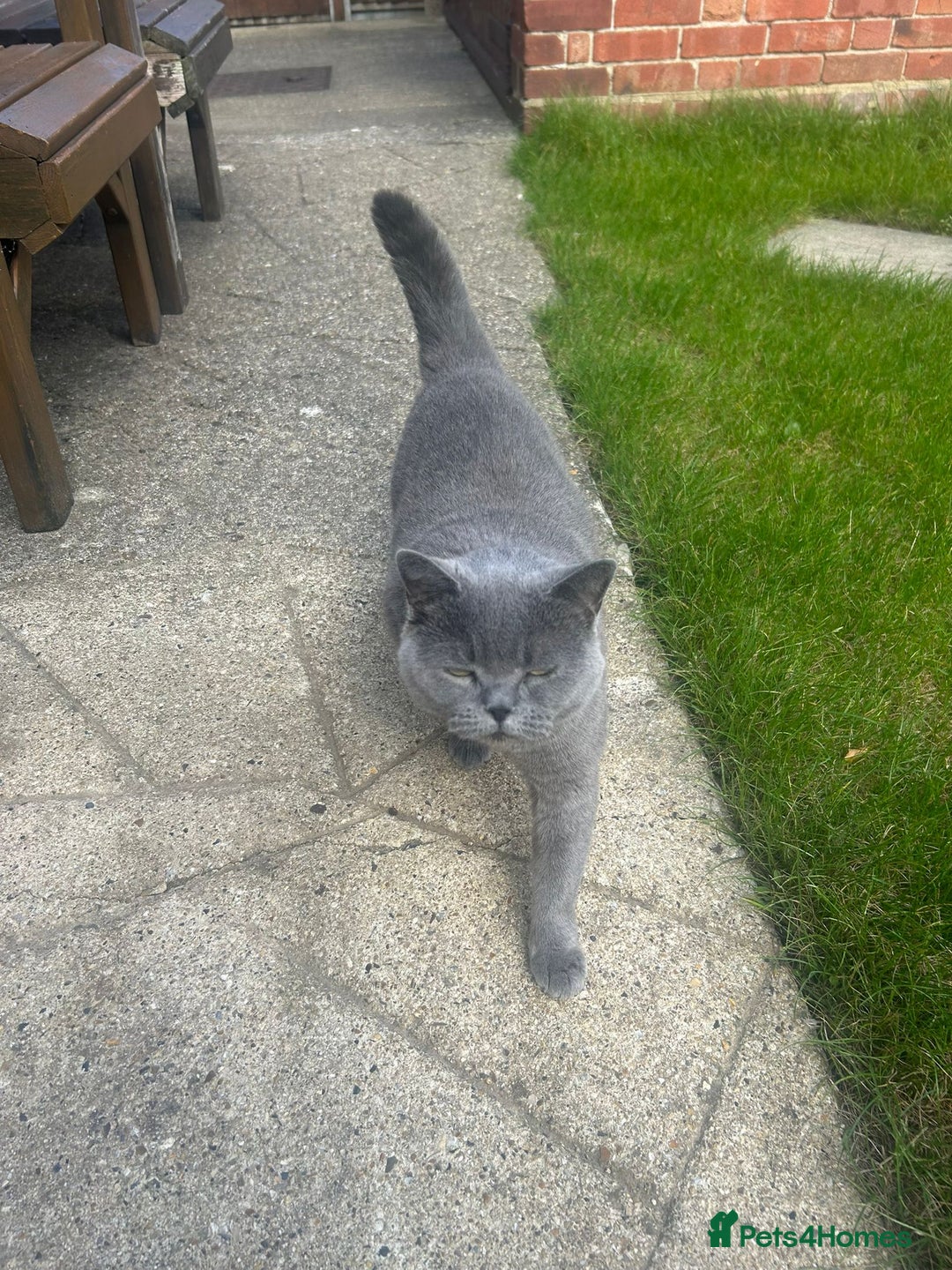 British Shorthair cats for sale: Beautiful British Blue needs a loving home - Advert 4
