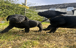 Labrador Retriever dogs for sale: Labrador Puppies  - Image 7