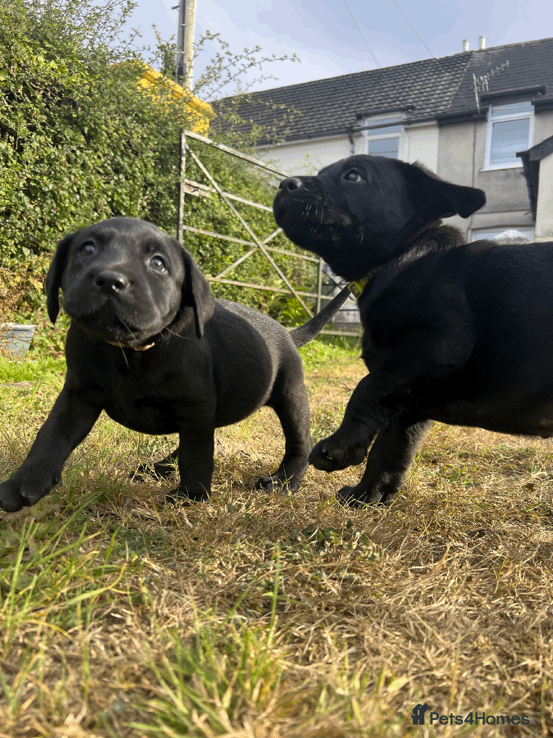 Labrador Retriever dogs for sale: Labrador Puppies  - Image 7