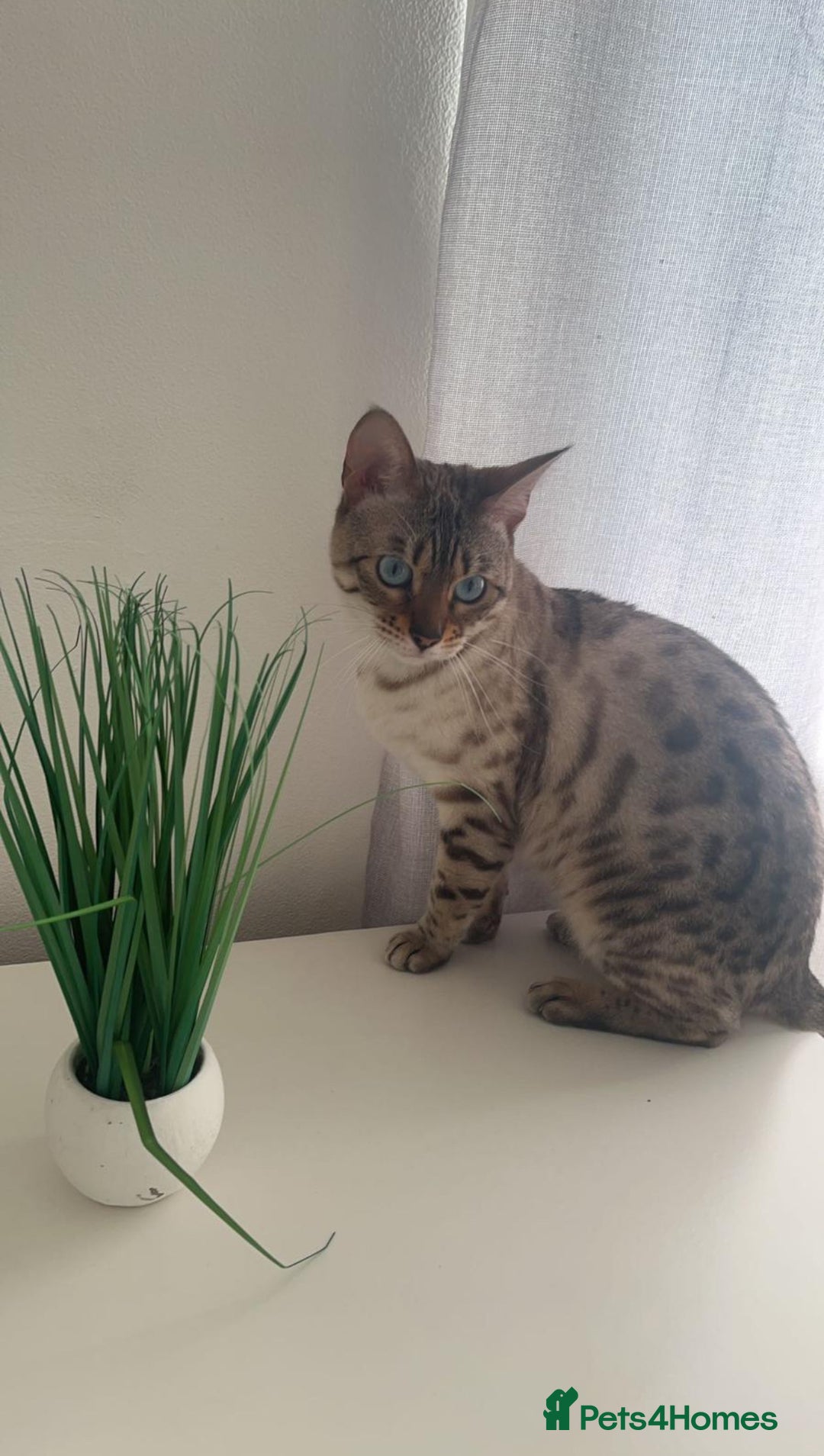 Mixed Breed cats for sale: Bengal mix kittens for sale - Advert 1