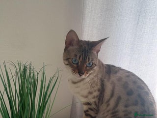 Mixed Breed cats Bengal mix kittens for sale - Advert 2